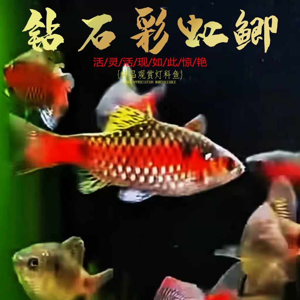 钻石彩虹鲫小型活体群游观赏鱼
