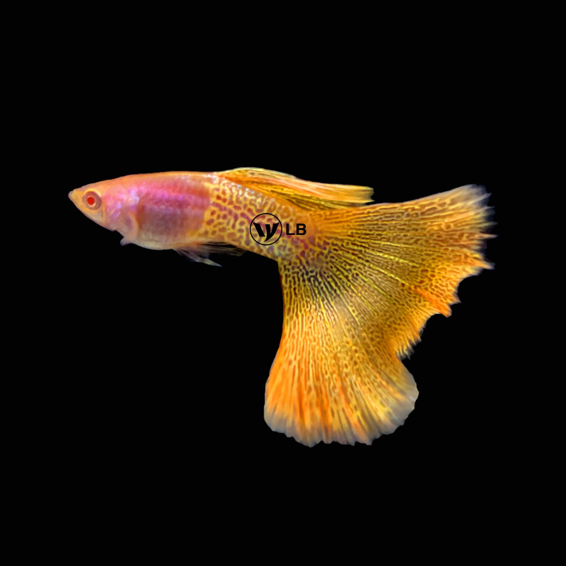 精品金属蕾丝白子自家繁殖凤尾鱼