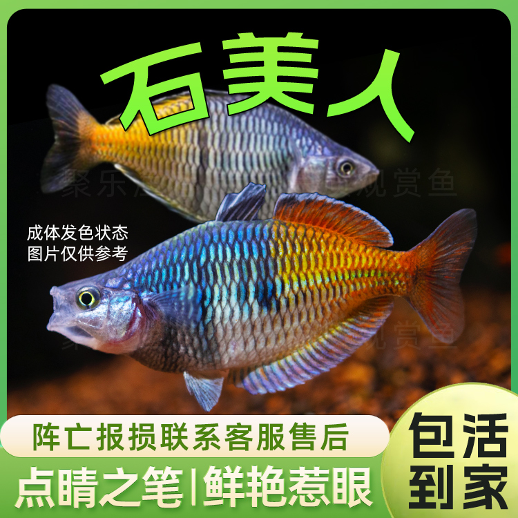 石美人鱼 热带鱼观赏鱼淡水鱼草缸中型灯科美人鱼活体