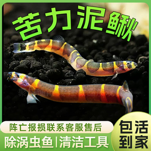 苦力泥鳅鱼 除蛋白虫涡虫热带观赏淡水鱼活体热带鱼工具鱼