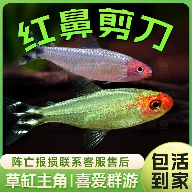 热带鱼观赏鱼灯科鱼小型鱼活体 红鼻剪刀 白金红鼻 草缸群游鱼,宠物/宠物食品及用品,鱼,淘宝优惠券,粉丝福利购,淘宝优惠卷
