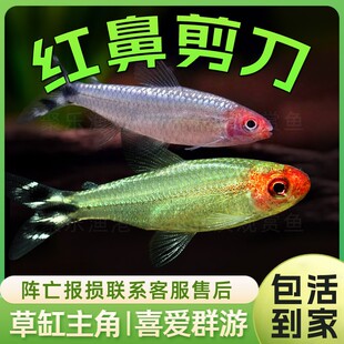 热带鱼观赏鱼灯科鱼小型鱼活体 红鼻剪刀 白金红鼻 草缸群游鱼