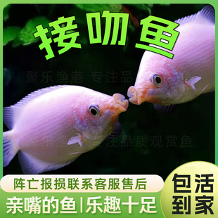 接吻鱼吻嘴鱼亲嘴鱼吻鲈鱼亲亲爱情鱼活体 热带观赏小型草缸好养
