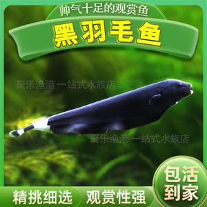 黑羽毛魔鬼刀鱼 热带观赏宠物淡水草缸鱼电鳗温顺活体