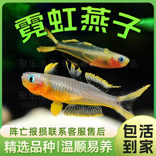 霓虹燕子彩虹新郎官鱼 热带鱼观赏鱼宠物鱼小型鱼草缸群游活体