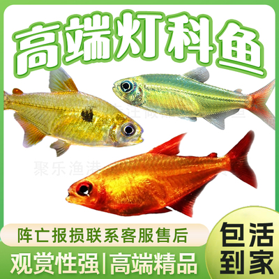 南美灯鱼巧克力魔鬼活体