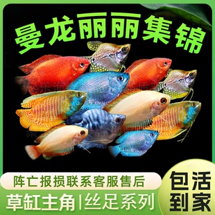 七彩血丽丽丝足鱼草莓樱桃丽丽黄金马甲球蓝曼龙球热带观赏鱼活体
