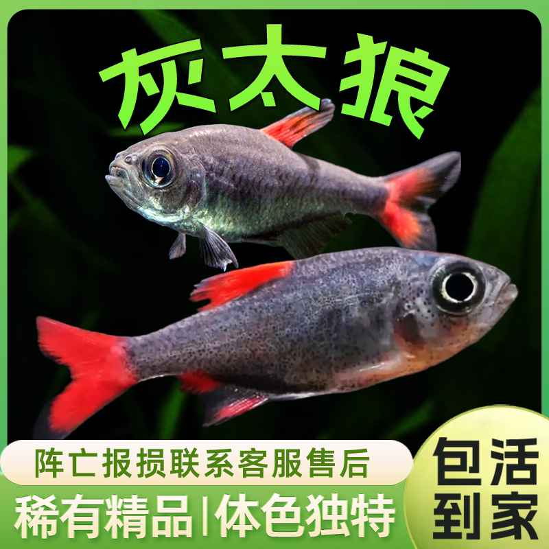 灰太狼灯鱼黑丝绒红扯旗红太郎南美高端小型灯科鱼热带观赏鱼活体