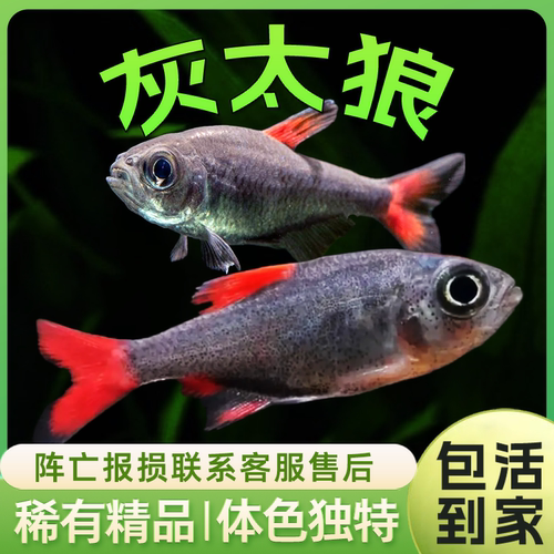 灰太狼灯鱼黑丝绒红扯旗红太郎南美高端小型灯科鱼热带观赏鱼活体