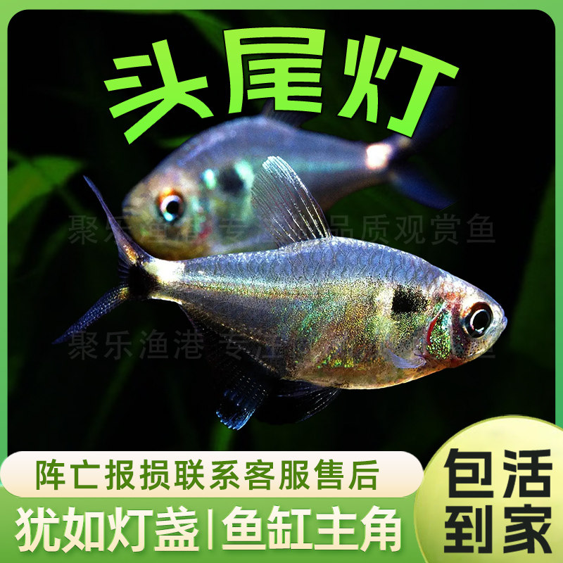头尾灯鱼 热带鱼观赏鱼淡水鱼草缸中小型鱼群游灯科鱼活体