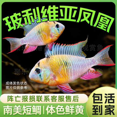 玻利维亚南美草缸短鲷小型鱼