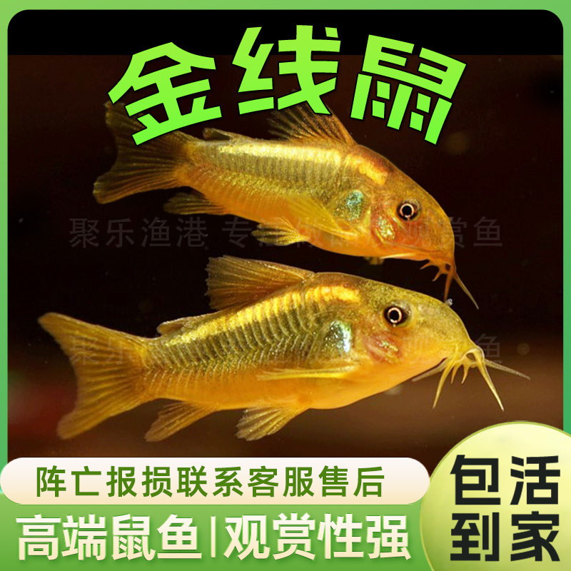 金线金鼠活体 热带观赏淡水工具垃圾除渣清洁鼠鱼