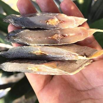 新款 马鲛马胶鱼无头去肚咸鱼干淡晒海鲜海味水产干货500g果肉条