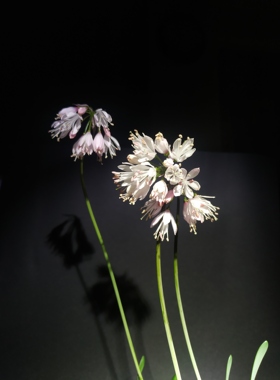 南非截叶柔石蒜，苔花蒜，Strumaria truncata实生苗图1，2母本