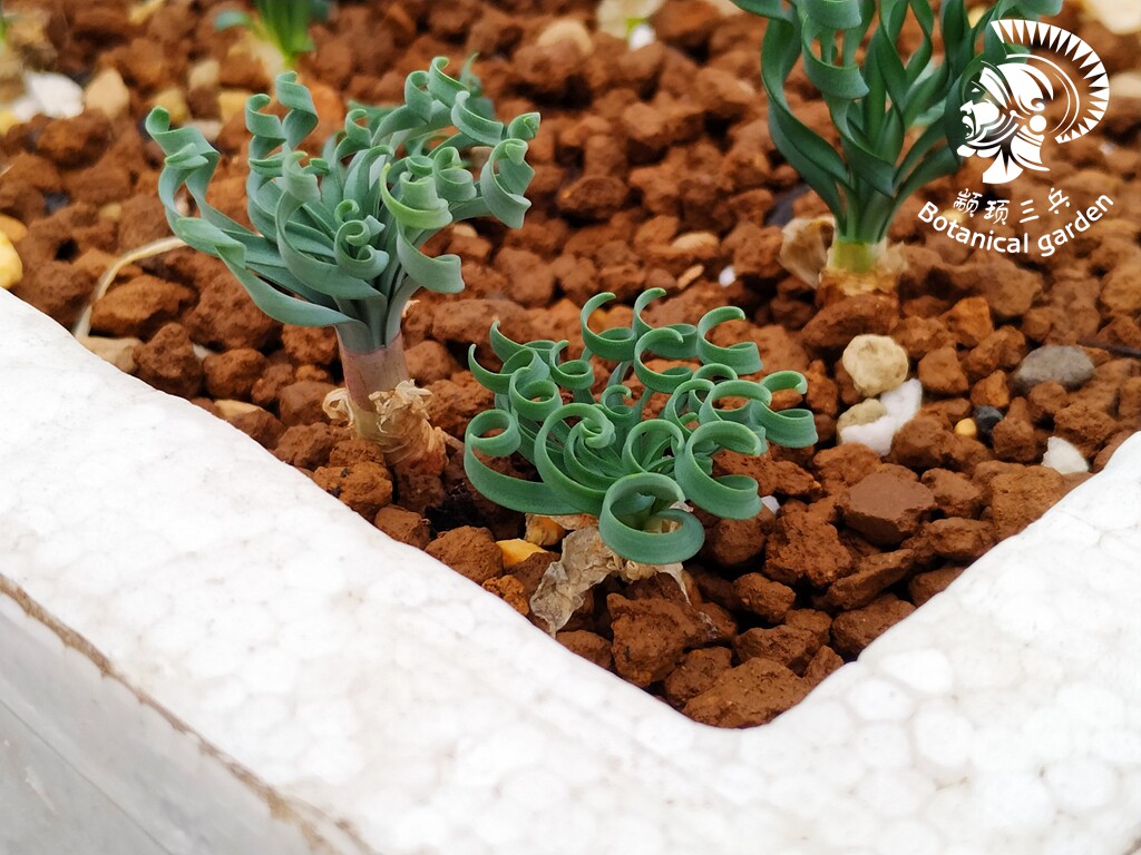 南非球根gethyllis linearis g属弹簧草 蚊香弹簧草  实生苗