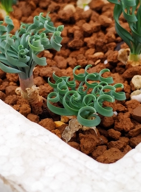 南非球根Gethyllis linearis G属弹簧草 蚊香弹簧草  实生苗