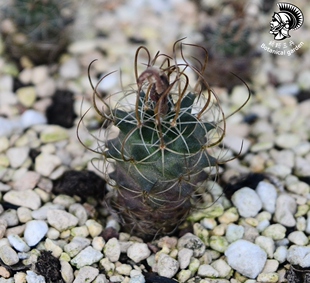 草刺娇丽 实生(1.8cm 不含刺 )Turbinicarpus graminispinus