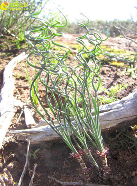 Gethyllis verticillata Koringberg G属弹簧草实生苗