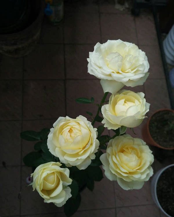 【tomの家】无限永远infinity 微型月季抗病多季花园阳台庭院盆栽