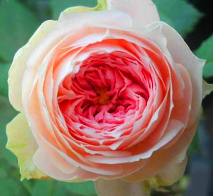 【tomの家】德国灌木月季  夏日羊绒