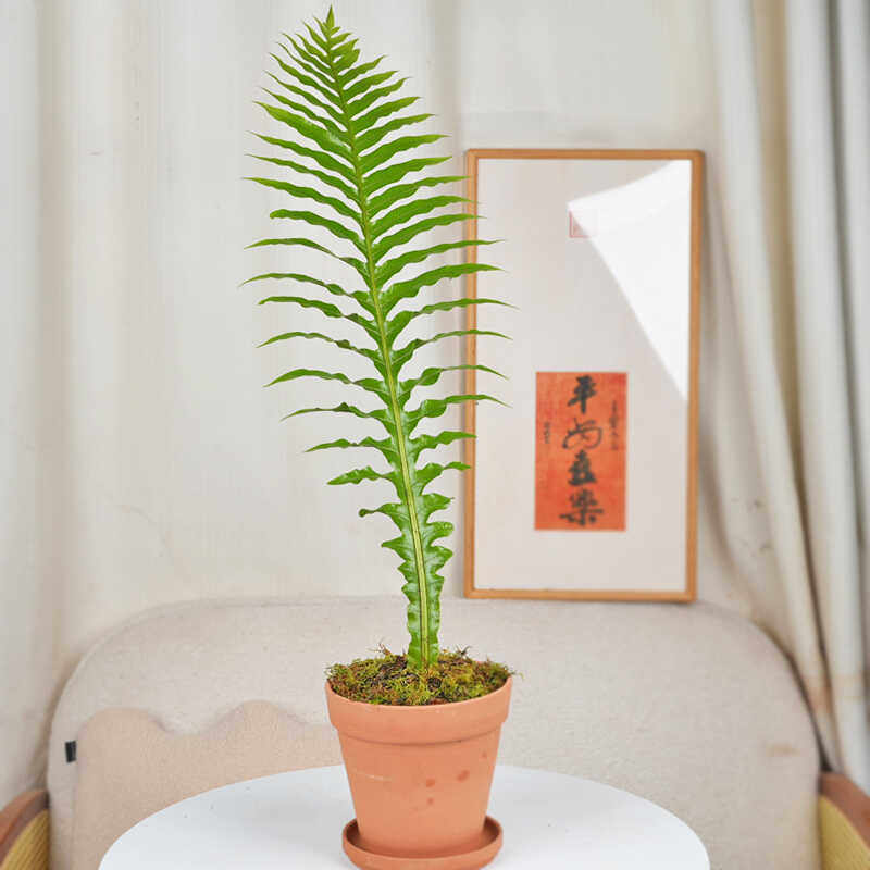 王冠蕨类小植物苔藓微景观造景绿植室内桌面耐阴湿观叶盆栽,鲜花速递/花卉仿真/绿植园艺,绿植,淘宝优惠券,粉丝福利购,淘宝优惠卷