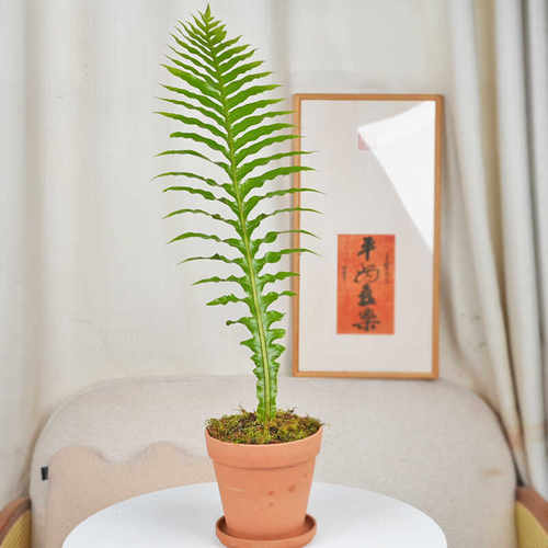 王冠蕨类小植物苔藓微景观造景绿植室内桌面耐阴湿观叶盆栽