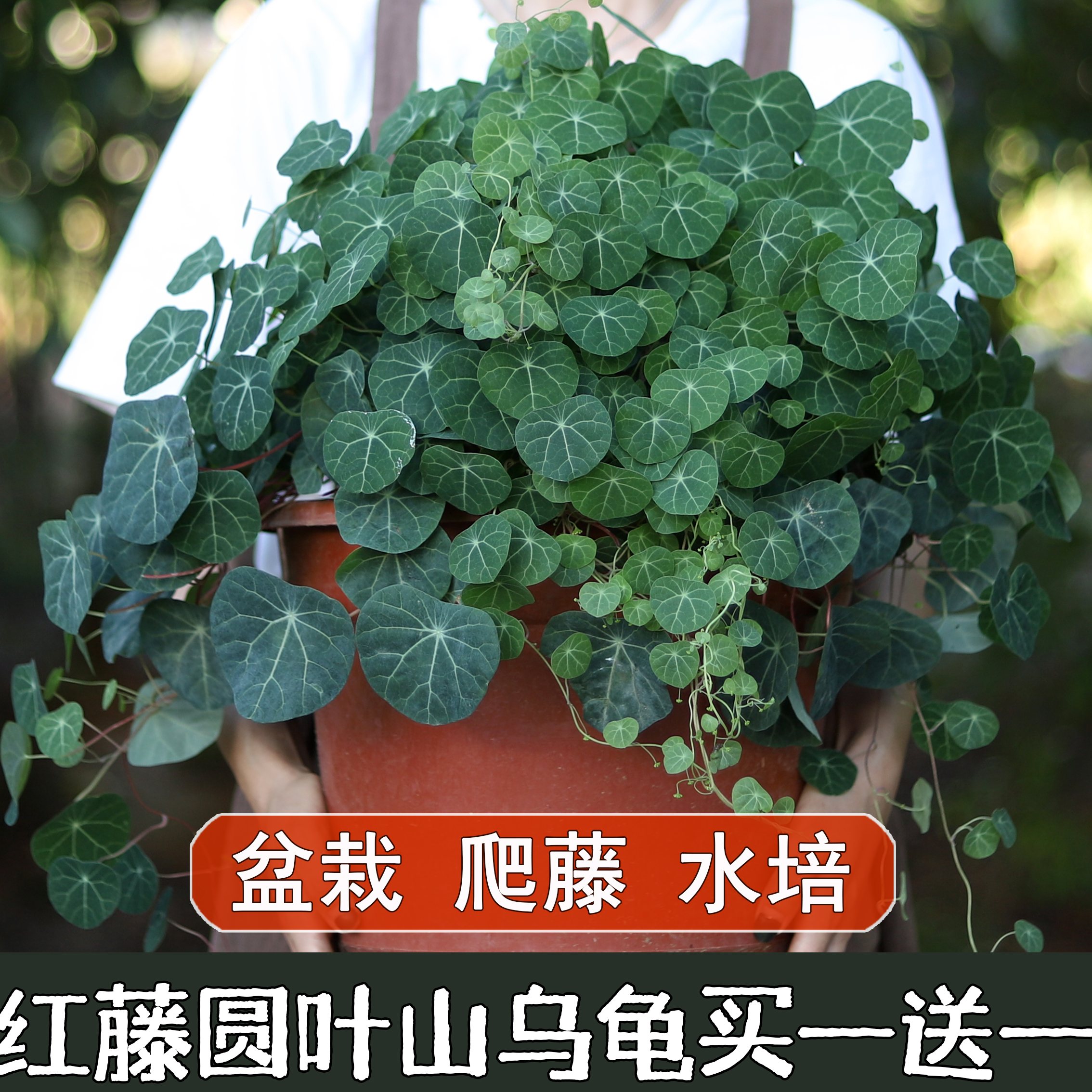 红藤山乌龟盆栽金不换植物桌面爬藤绿植水培多肉圆叶山乌龟带芽发 鲜花速递/花卉仿真/绿植园艺 绿植 原图主图