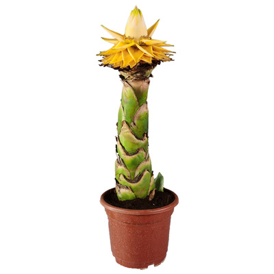 地涌金莲云南大型花卉绿植庭院