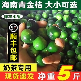 正宗海南青金桔新鲜小青桔小金桔小青柠檬酸橘4斤送1斤发5斤 包邮