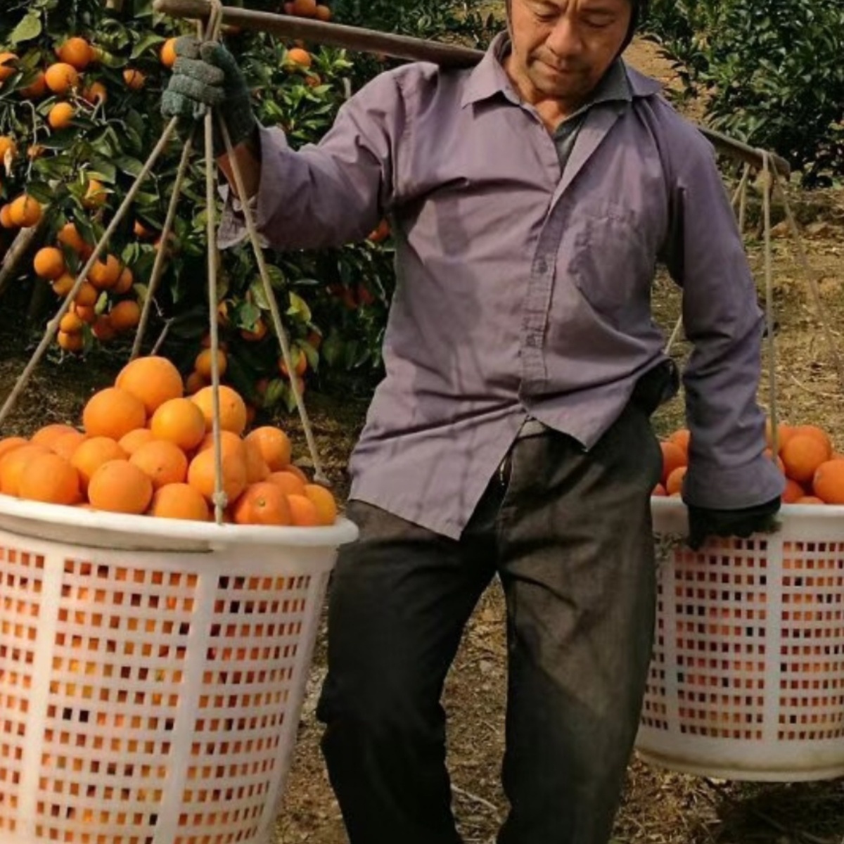 塑料筐水果采摘挑果园萝水产塑料