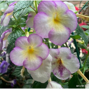 长筒花鳞茎虫子耐阴婚礼日柠檬园塞特罗堕落天使太阳舞花种子