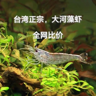 大和藻虾珍珠虾除丝藻除黑毛大河藻虾工具虾除藻能力极强观赏虾