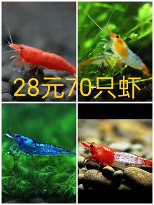 极火蓝宝石香吉士琉璃包邮观赏虾