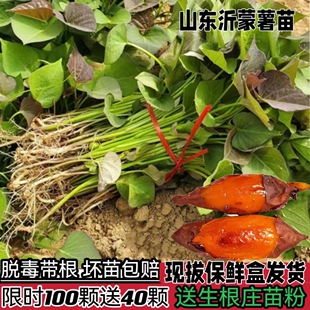 红薯苗地瓜苗紫薯苗密薯苗西瓜红薯苗板栗薯秧苗烟薯苗老品种薯苗