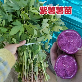 紫薯红薯苗脱毒带跟红薯紫罗兰地瓜苗秧农科院原种苗食用番薯苗