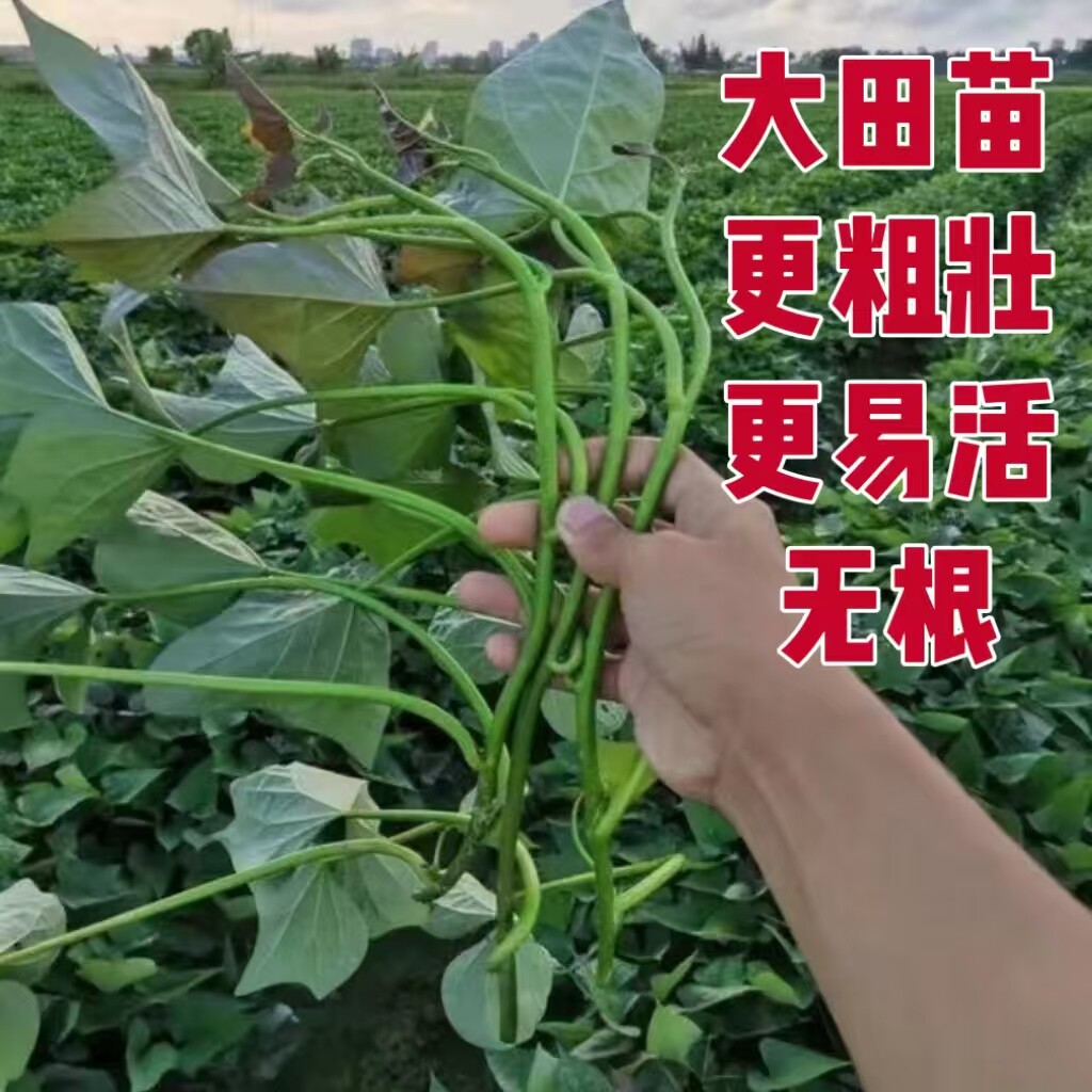 烟薯25大田苗无根地瓜苗紫薯苗密薯苗西瓜红薯苗板栗薯秧苗大田苗