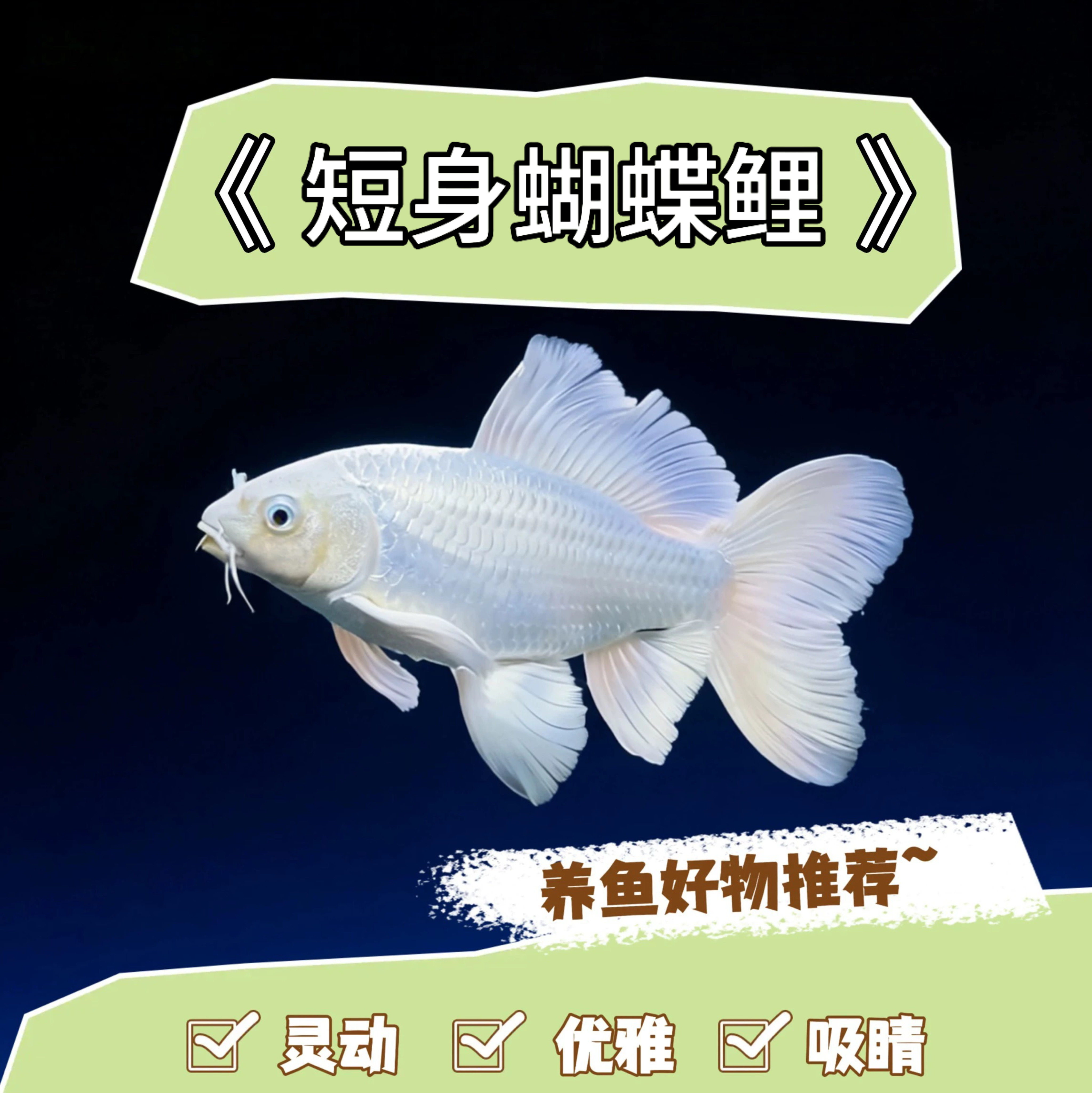 正宗蝴蝶鲤普短身圆手鳍台湾贵妃大鳍大尾活体冷水锦鲤鱼观赏鱼苗