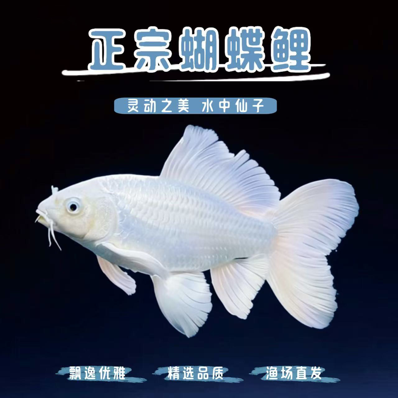 纯种普身蝴蝶鲤观赏鱼精品圆手鳍纯种赛级大鳍大尾贵妃观赏鱼苗