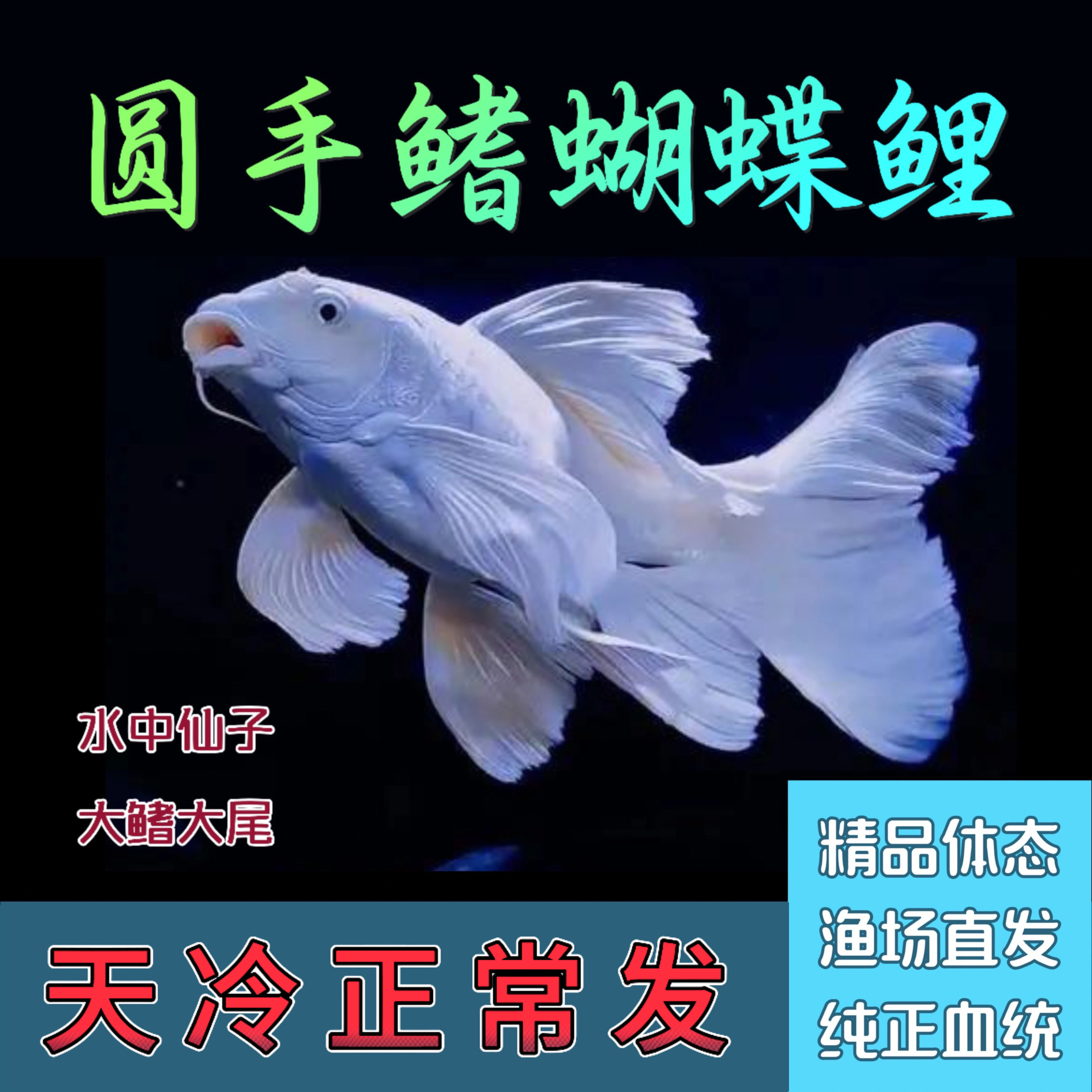 台湾蝴蝶鲤普身短身精品圆手鳍石膏白大鳍大尾冷水贵妃观赏鱼苗