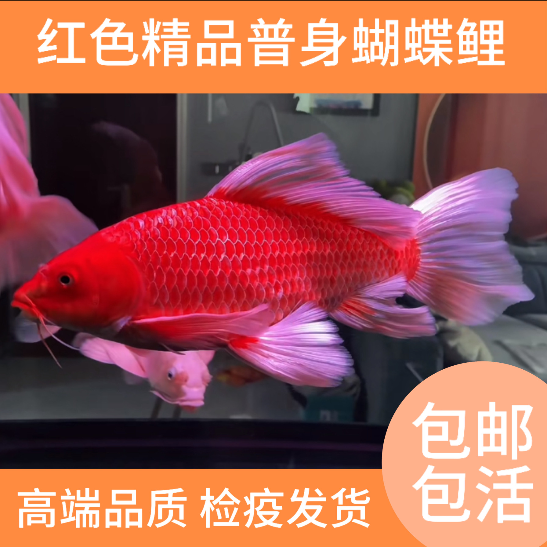 红色普身蝴蝶鲤精品火红大鳍大尾贵妃黄金鱼龙凤锦鲤观赏鱼苗