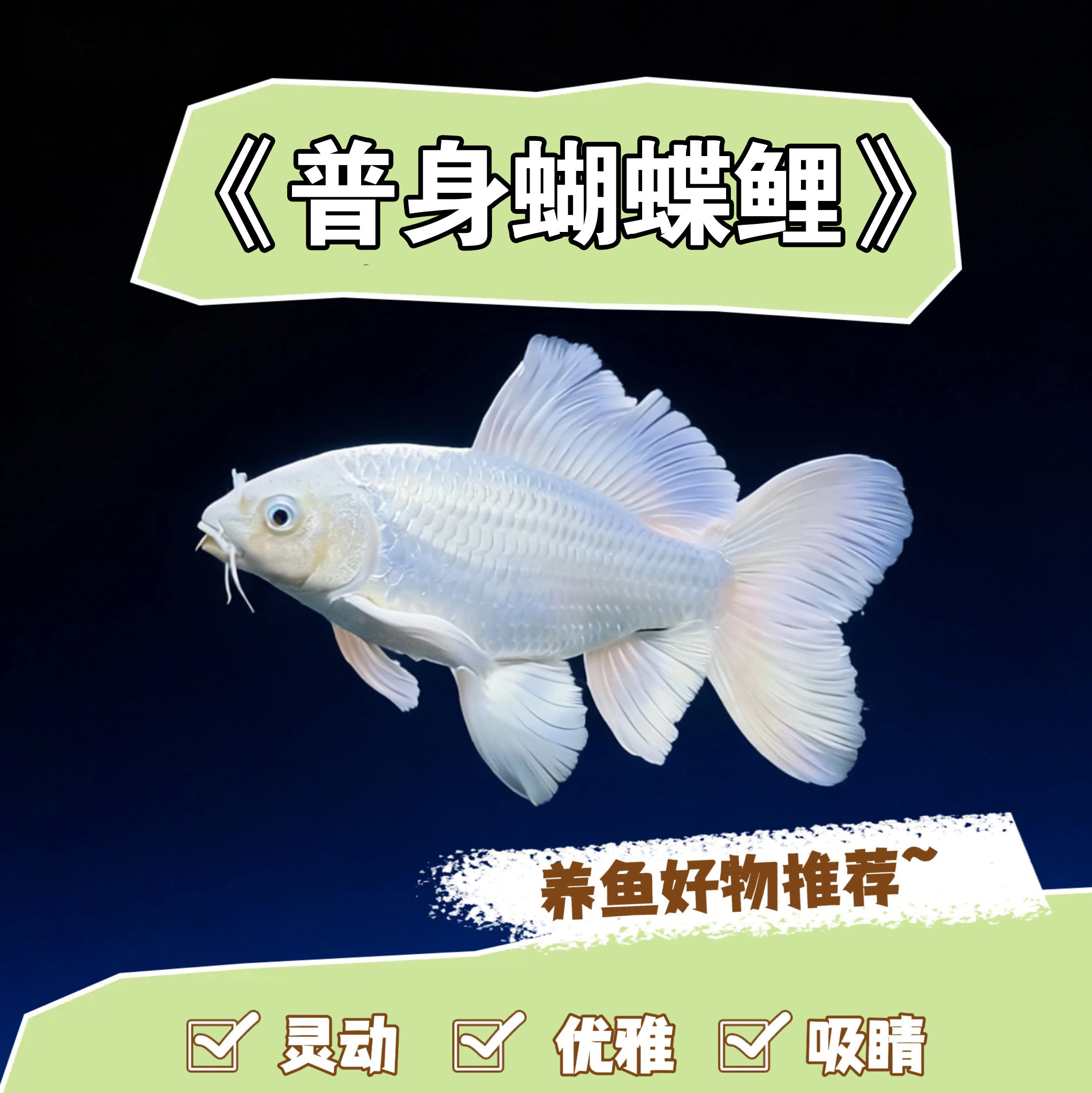 正宗蝴蝶鲤普身圆鳍短身台湾贵妃大鳍大尾活体冷水锦鲤鱼观赏鱼苗