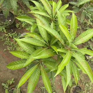 澳大利亚AL罗斯果果苗靠接苗