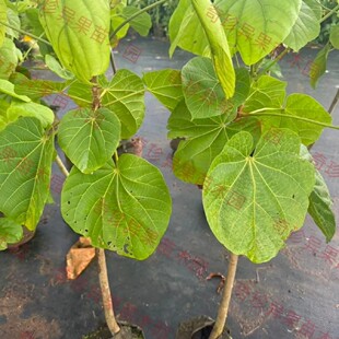 巴西椰柿果靠接苗