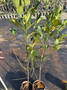 印尼红橙红肉品种菠萝蜜苗正品