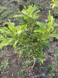 浩克黄晶果靠接苗正品