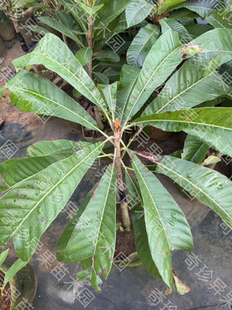 大蜜红妈咪果母树靠接苗