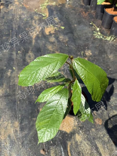 上帝之果古布阿苏果果苗（早生品种）