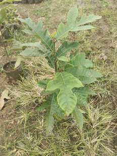 印度艾尼果果苗正品