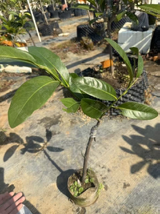 巧克力黑柿果靠接苗正品