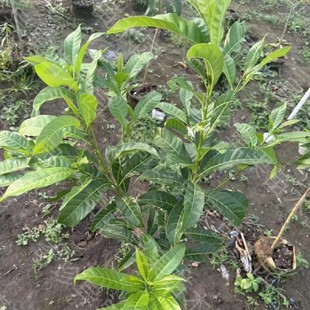 浩克黄晶果果靠接苗